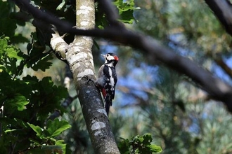Great spotted woodpecker at Lound Lakes - Rob Quadling 