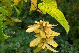 Hornbeam seeds