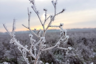 Frosty plants – Anneke Emery