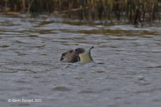 Otter with tench – Gavin Durrant