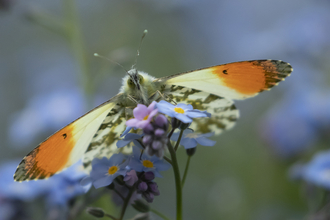 Lackford Lakes Nature Reserve | Suffolk Wildlife Trust