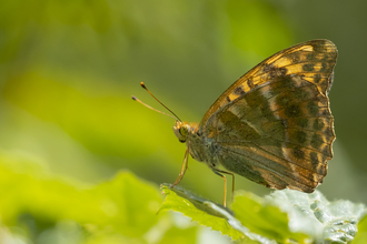 Silver washed fritillary, courtesy of Kevin Sawford