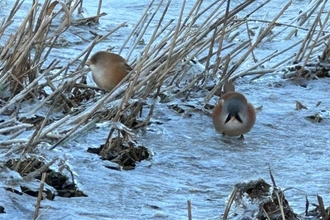 Bearded tits feeding – Andy Hickinbotham 