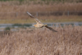 Bittern at Carlton Marshes, Dave Bonner