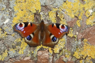 Peacock butterfly - Michael Andrews