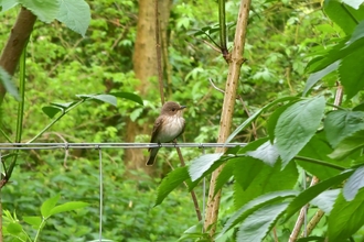 Spotted flycatcher at Bradfield - Anneke Emery 