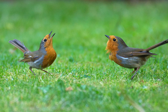 robins