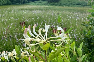 Honeysuckle photo bombing the masses of heath-spotted orchids at Lound - Andy Hickinbotham