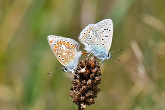 Mating common blue butterflies – Rob Quadling