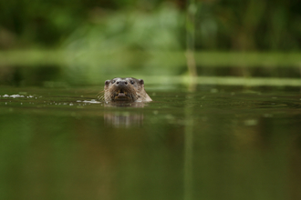 Otter in river