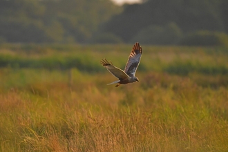 guided walk image