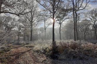 Sunlight breaking through bare trees with frost on the ground.