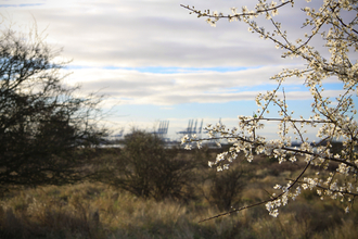 tree blossoms in the foreground over looking hedges and reeds with large cranes in the distant background