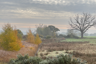 Martlesham Wilds