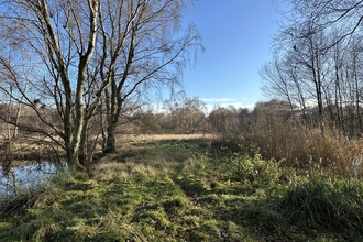 Worlingham Marshes