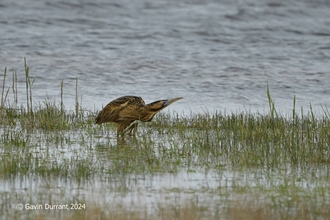 A bittern amongst shallow reeds at Carlton Marshes