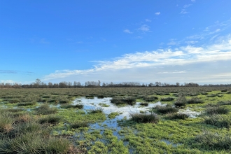 An area of marshland