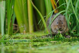 A watervole on the edge of a river eating vegetation