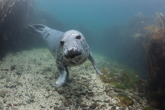 Grey seal