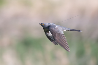 A cuckoo in flight with a tracking tag