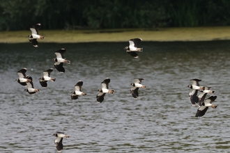 Lapwing by John Langford