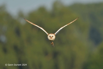 A barn owl flying head on to the camera wings spread with left foot holding prey