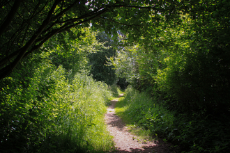 A gravel footpath surrounded by trees and ferns with light streaming through