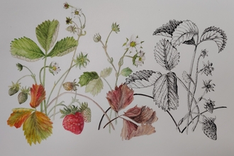 Botanical Art, courtesy of Ruth Wharrier