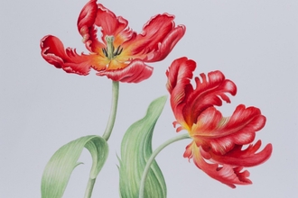 Parrot Tulip by Ruth Wharrier