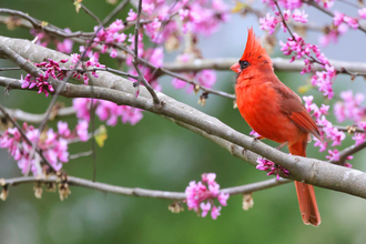 Red Cardinal on branch with blossom