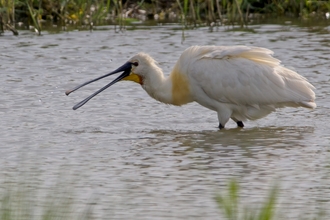 A large white bird with it's beak open splashing water