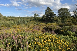 Wild Landscapes courtesy of Nick Acheson