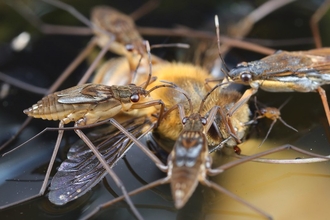 Gerris lacustris (common pond skater) courtesy of Ross Piper