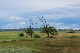 Lightning trees at Carlton Marshes