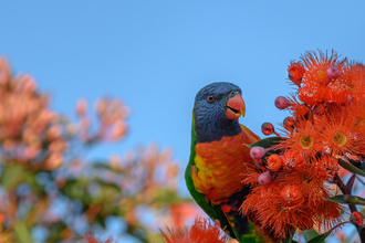 Australian bird on tree