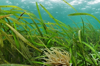 Seagrasses UK Seabed