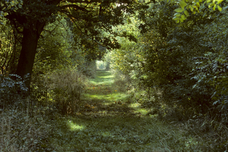 A view through Bradfield Woods with green trees and shrubs creating a tunnel of foliage.