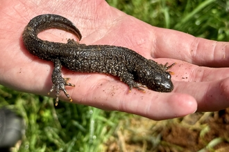 A licensed surveyor holding a great crested newt in the palm of their hand 