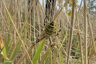 A black and yellow spider sat in its web