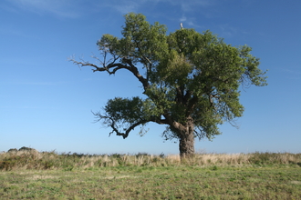 A large black poplar tree standing proud on the edge of a field