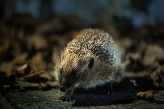 A hedgehog at dusk