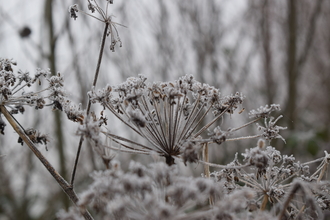 Frosted seedheads at Lackford