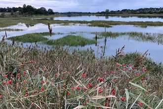 wetland reedbed red berries