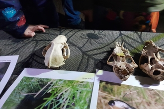 Skulls laid out on a table with photos of corresponding animals