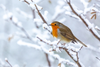 Robin in snowy branches, winter snow