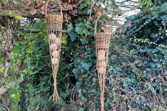 hanging willow bird feeders in front of ivy, filled with fat balls