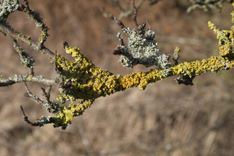 Lichen workshop