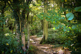 Sunlight through woodland trees