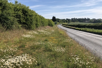 Roadside verge courtesy Anna Saltmarsh