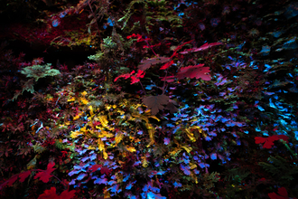 Biofluorescent scene from Ty Canol Woods, courtesy David Atthowe